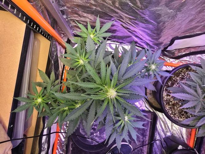 RQS Atlas F1 & Epsilon F1. Week 5