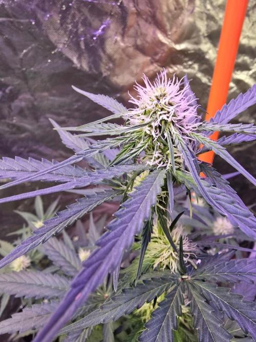 RQS Atlas F1 & Epsilon F1. Week 5