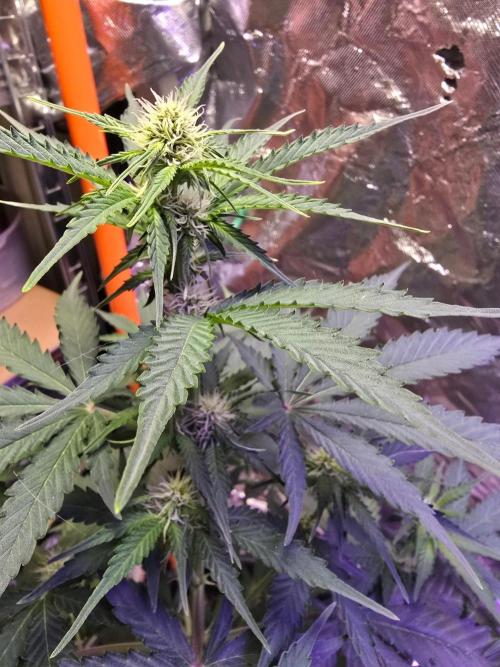 RQS Atlas F1 & Epsilon F1. Week 5