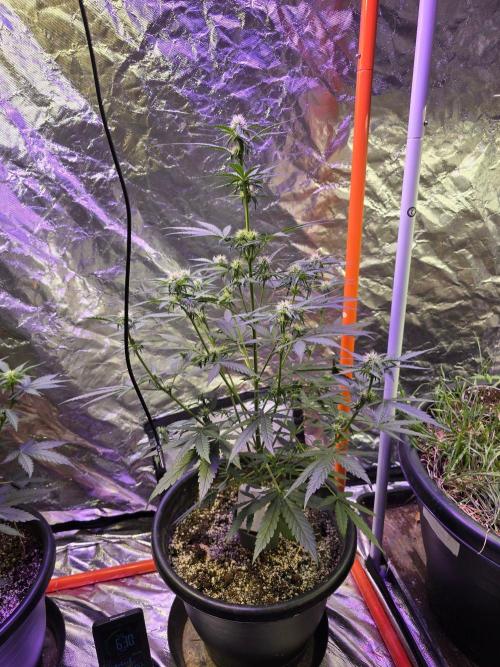RQS Atlas F1 & Epsilon F1. Week 5