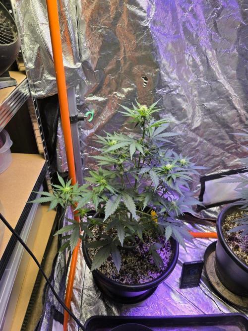 RQS Atlas F1 & Epsilon F1. Week 5