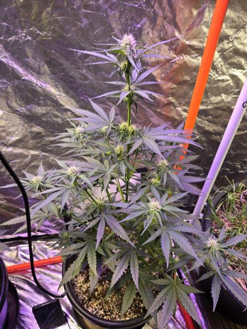 RQS Atlas F1 & Epsilon F1. Week 5