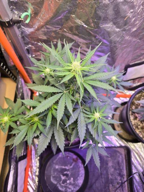 RQS Atlas F1 & Epsilon F1. Week 5