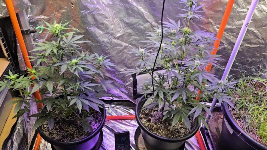 RQS Atlas F1 & Epsilon F1