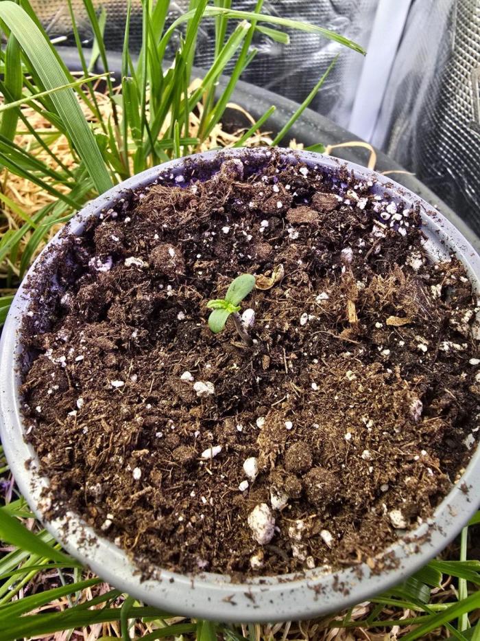 Atlas F1. Week 0