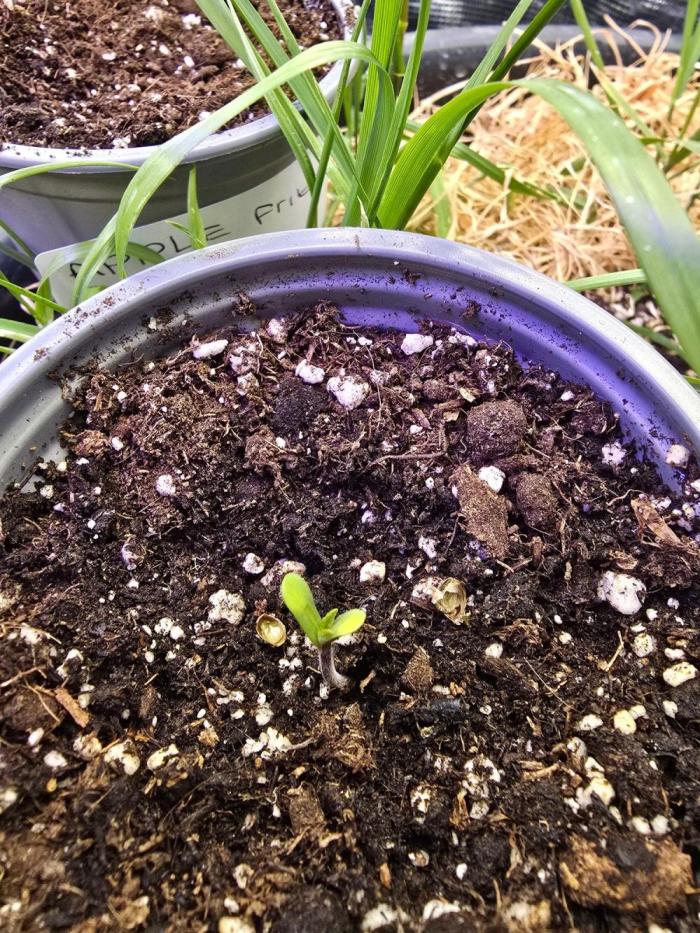 Gaia F1 Auto. Week 0