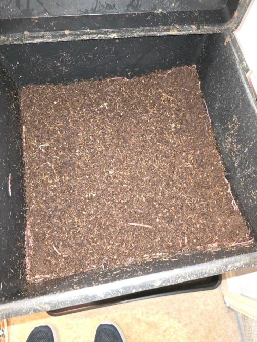 Gaia F1 Auto. Week 1 - Home made Worm Castings