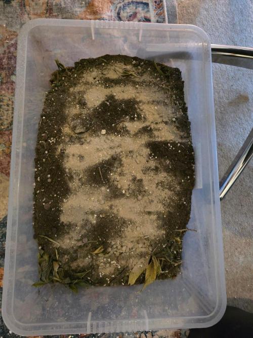 Gaia F1 Auto. Week 1 - Soil from the bed mixed with Bat Guano 