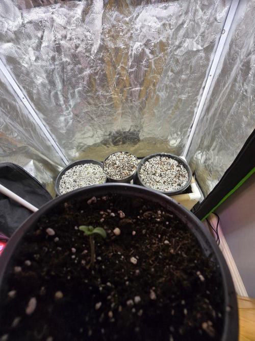 Gaia F1 Auto. Week 1