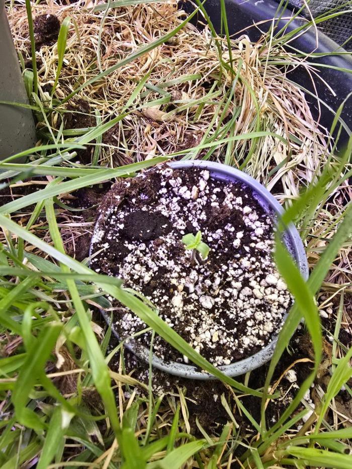 Apple Fritter Auto. Week 0 - This seed germinated after about 5 days