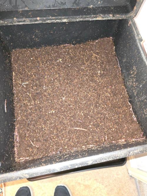 Apple Fritter Auto. Week 1 - Perpetual home made worm castings with canna coco and ground bird seed.