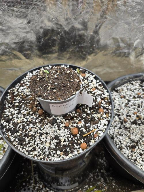 Apple Fritter Auto. Week 1 - And that is the hardest part of the grow over.