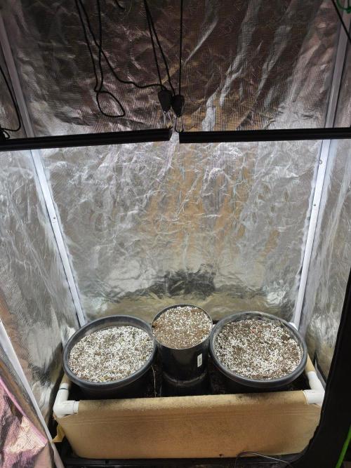 Atlas F1. Week 1 - 1 litre of water with a dash of top max