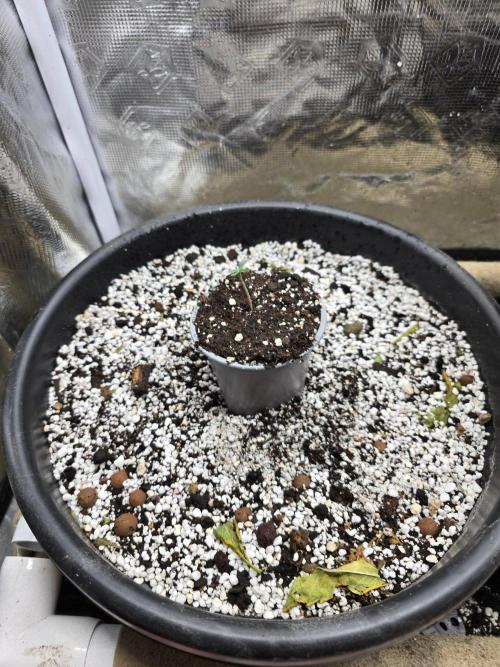 Atlas F1. Week 1 - I give a little twist to ensure good connection into the soil.