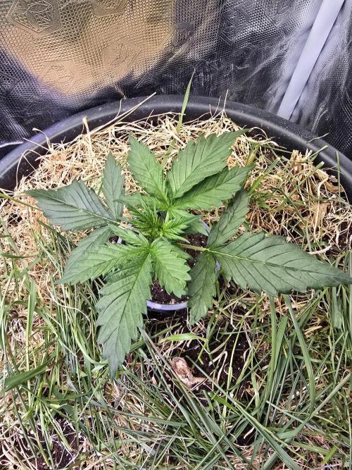 Auto Glueberry O.G.. Week 3