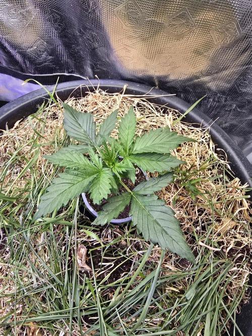 Auto Glueberry O.G.. Week 3