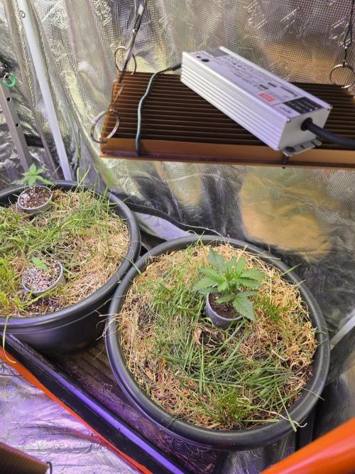 Auto Glueberry O.G.. Week 3