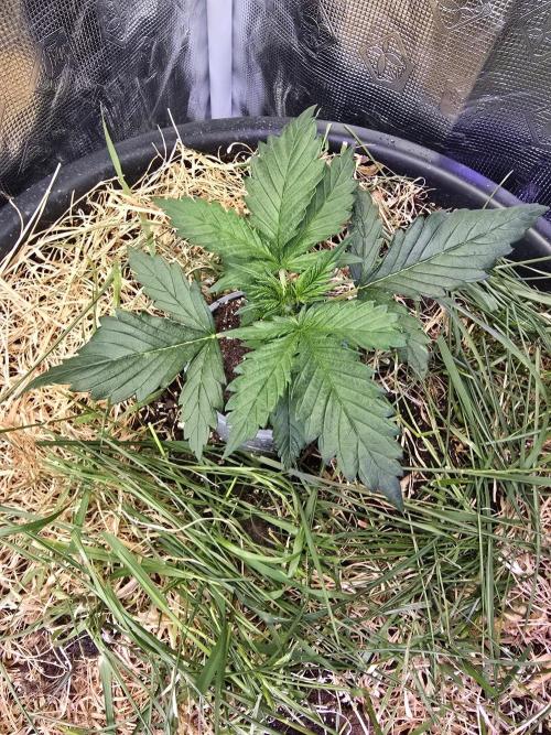 Auto Glueberry O.G.. Week 3