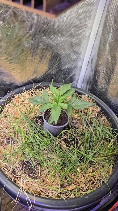 Auto Glueberry O.G.