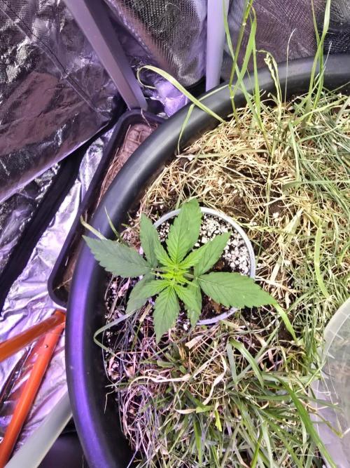 Epsilon F1 Auto (no2). Week 2