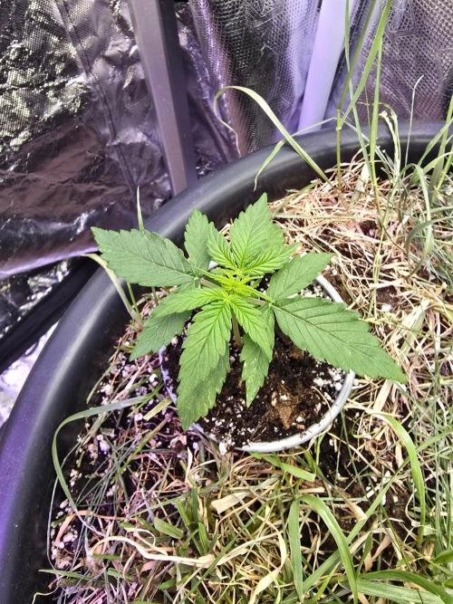 Epsilon F1 Auto (no2). Week 2