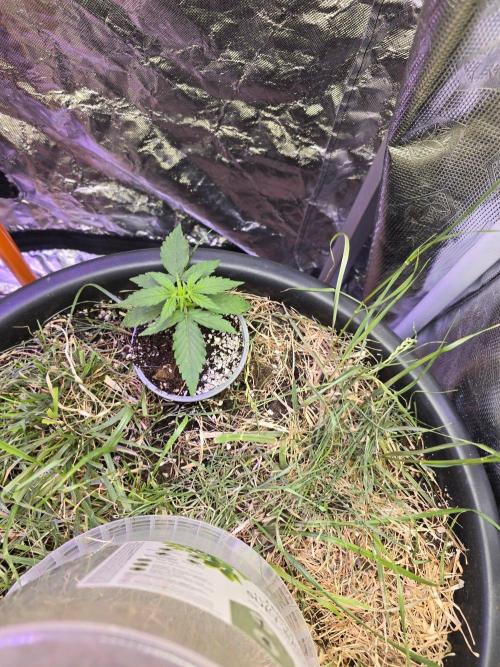 Epsilon F1 Auto (no2). Week 2