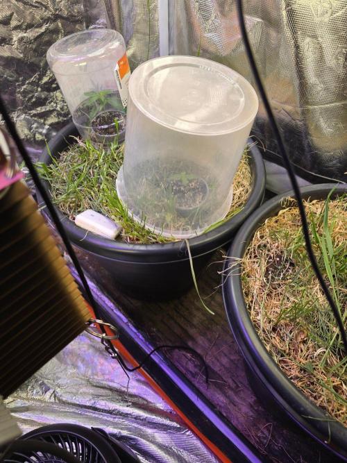 Epsilon F1 (no3). Week 0 - Lots of indirect air flow in this tent so protecting the little one with a dome.