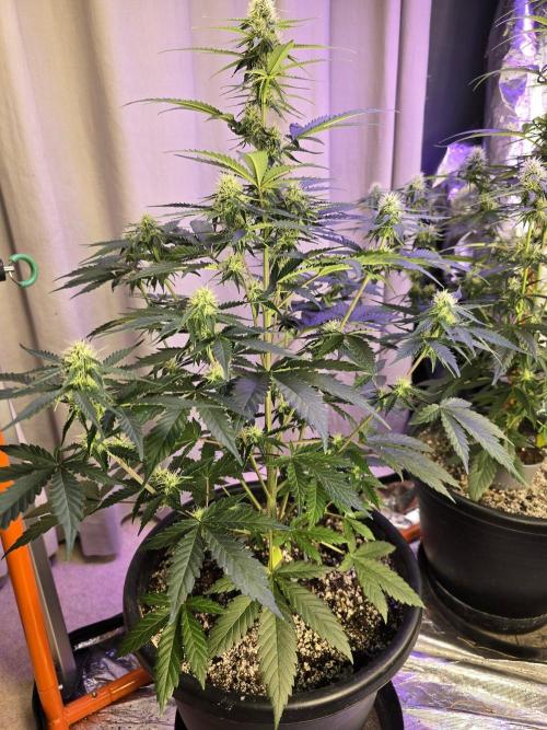 RQS Atlas F1 & Epsilon F1. Week 6
