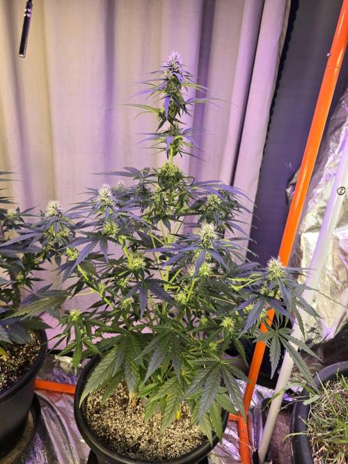RQS Atlas F1 & Epsilon F1. Week 6