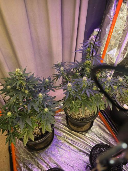 RQS Atlas F1 & Epsilon F1. Week 6