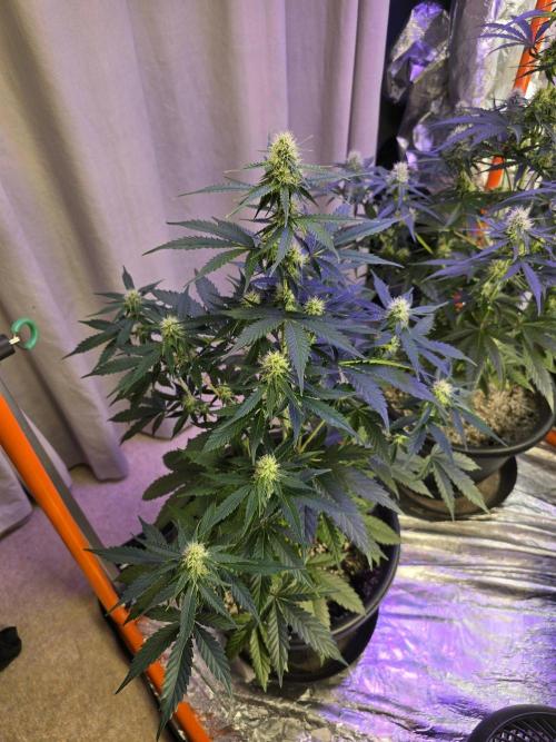 RQS Atlas F1 & Epsilon F1. Week 6
