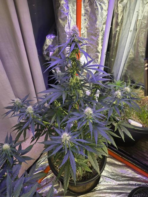 RQS Atlas F1 & Epsilon F1. Week 6