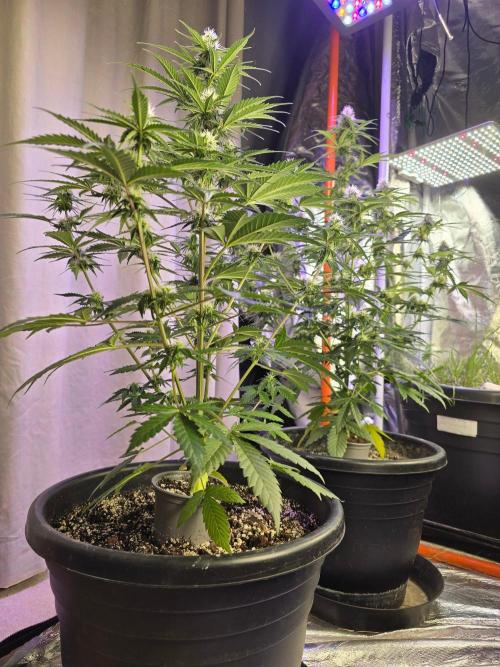 RQS Atlas F1 & Epsilon F1. Week 6