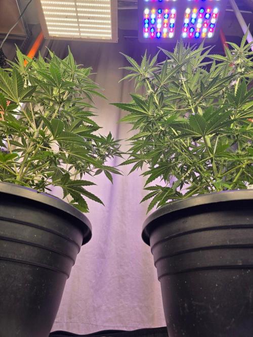 RQS Atlas F1 & Epsilon F1. Week 6