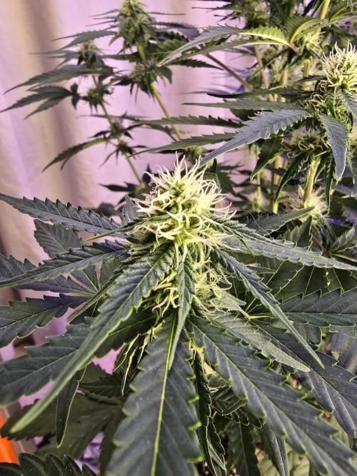 RQS Atlas F1 & Epsilon F1. Week 6