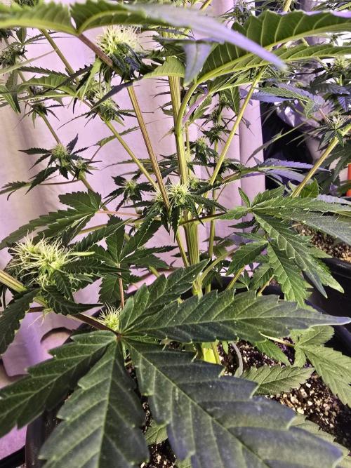 RQS Atlas F1 & Epsilon F1. Week 6