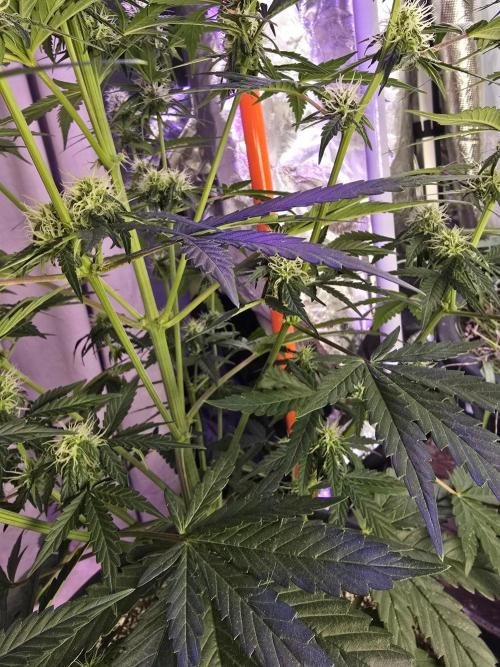 RQS Atlas F1 & Epsilon F1. Week 6