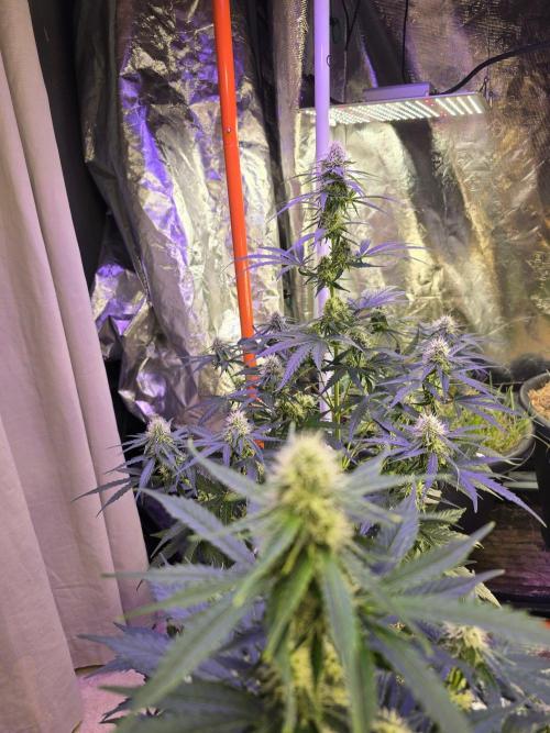 RQS Atlas F1 & Epsilon F1. Week 6