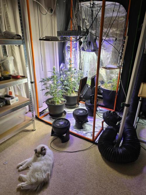 RQS Atlas F1 & Epsilon F1. Week 6