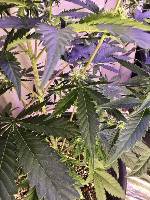 RQS Atlas F1 & Epsilon F1. Week 6
