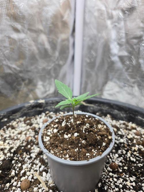 Gaia F1 Auto. Week 2 - Perfect reaction a couple of hours later.