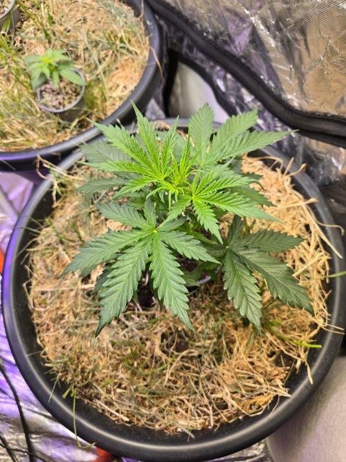 Auto Glueberry O.G.. Week 4