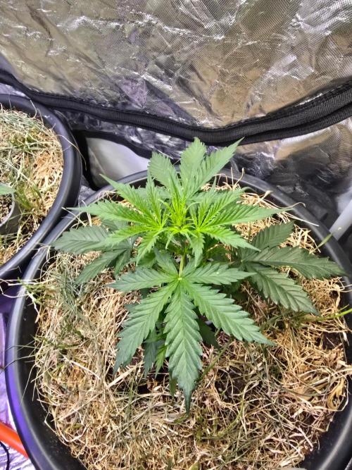 Auto Glueberry O.G.. Week 4
