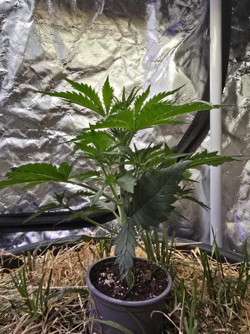 Auto Glueberry O.G.. Week 4