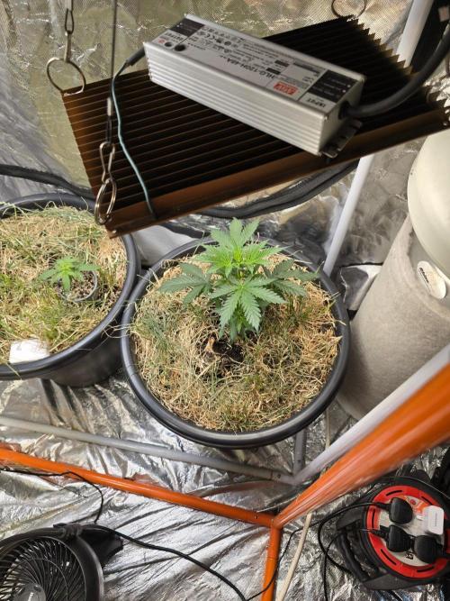 Auto Glueberry O.G.. Week 4