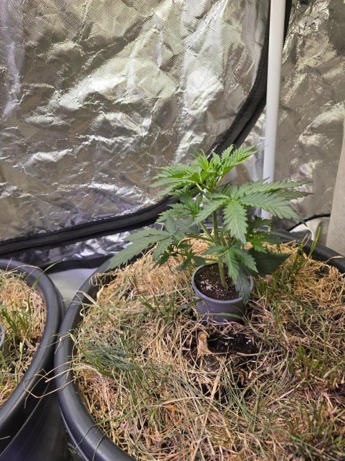 Auto Glueberry O.G.. Week 4
