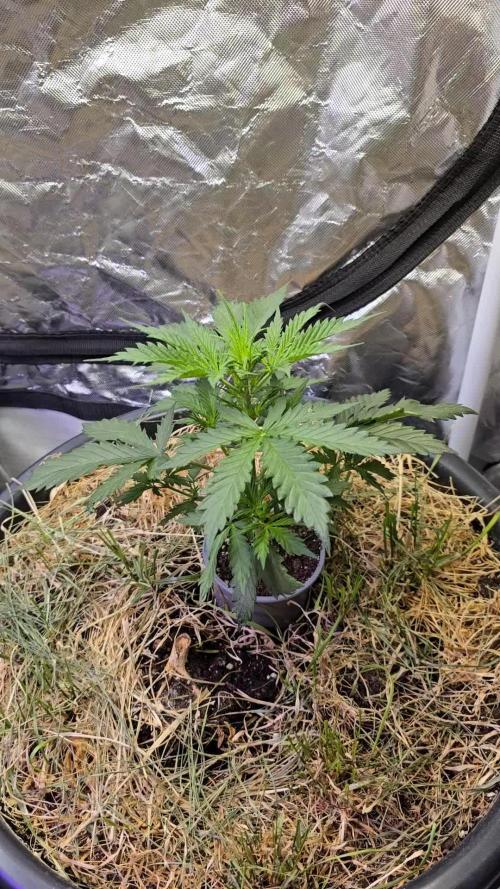 Auto Glueberry O.G.