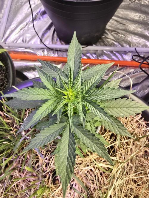 Epsilon F1 Auto (no2). Week 3