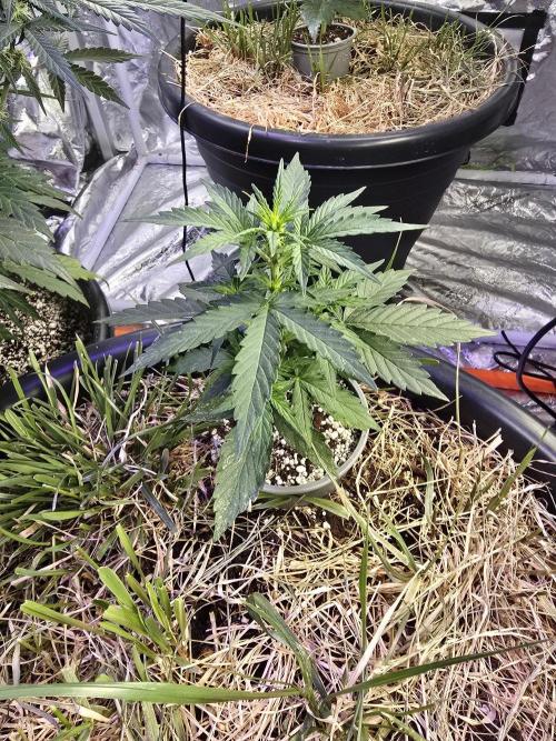 Epsilon F1 Auto (no2). Week 3