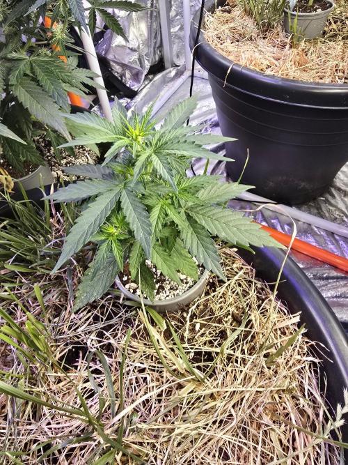 Epsilon F1 Auto (no2). Week 3